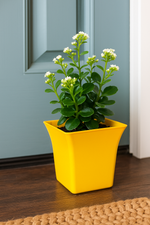 Green leafy plant with small white flowers in a bright yellow square pot placed on a wooden floor near a blue door