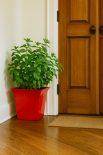 Tall green leafy plant in a glossy red square pot placed indoors on a wooden floor next to a brown wooden door