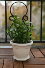 Potted plant on a wooden deck with a blurred background