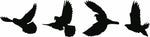 Black free flying birds wall decor featuring silhouettes of four birds in flight, the enlarged image of the product.